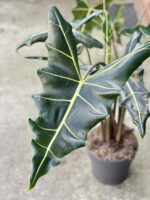 Zdjęcie rośliny Alocasia Sarian, ujęcie 1