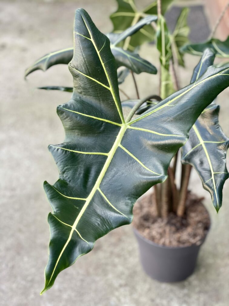 alocasia-sarian_24x90-1_1615037306.jpg Zdjęcie rośliny Alocasia Sarian, ujęcie 1