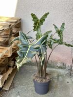 Zdjęcie rośliny Alocasia Sarian, ujęcie 2