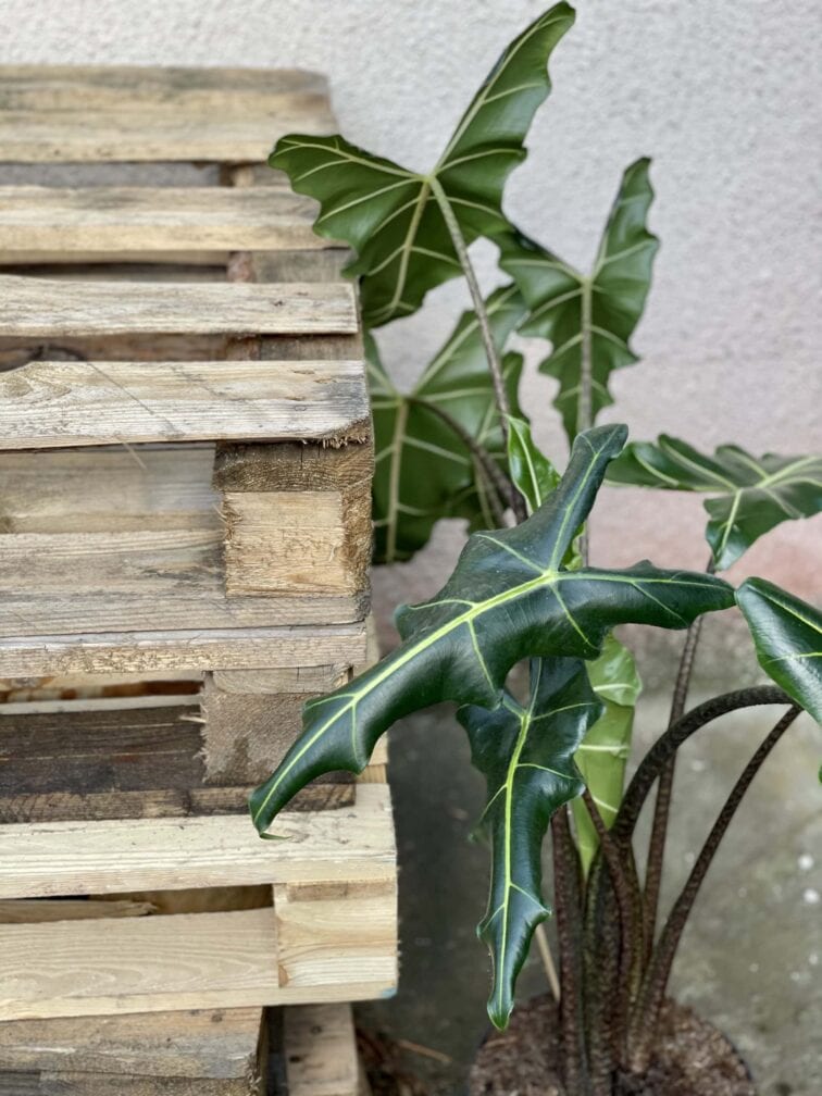 Zdjęcie rośliny Alocasia Sarian, ujęcie 3