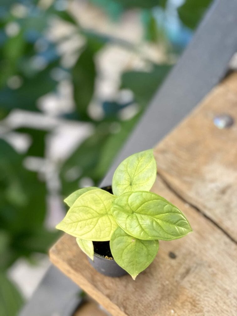 Zdjęcie rośliny Alocasia Silver Dragon variegata, ujęcie 1