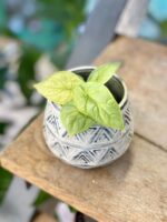 Zdjęcie rośliny Alocasia Silver Dragon variegata, ujęcie 2