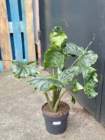 Zdjęcie rośliny Alocasia Stingray, ujęcie 1