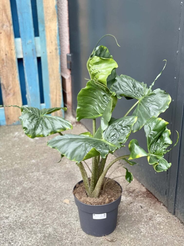 Zdjęcie rośliny Alocasia Stingray, ujęcie 1