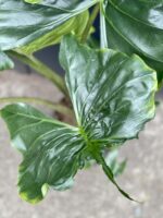 Zdjęcie rośliny Alocasia Stingray, ujęcie 2