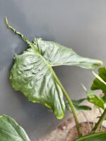 Zdjęcie rośliny Alocasia Stingray, ujęcie 3