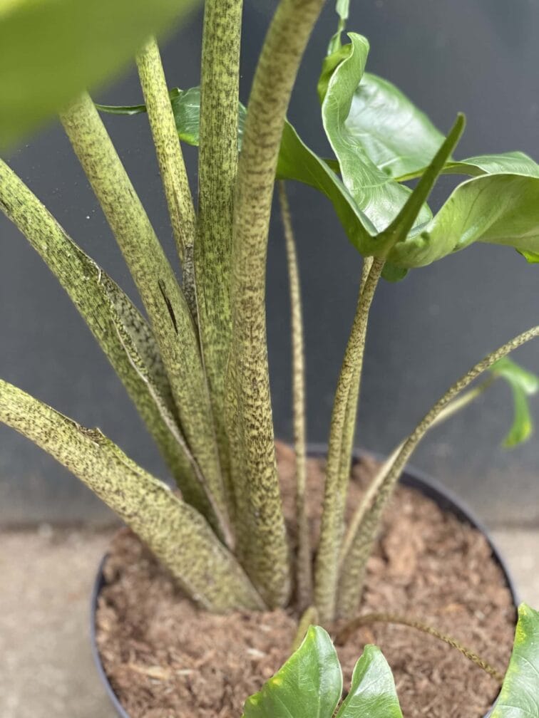 Zdjęcie rośliny Alocasia Stingray, ujęcie 4