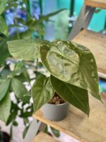 Zdjęcie rośliny Alocasia wentii, ujęcie 1