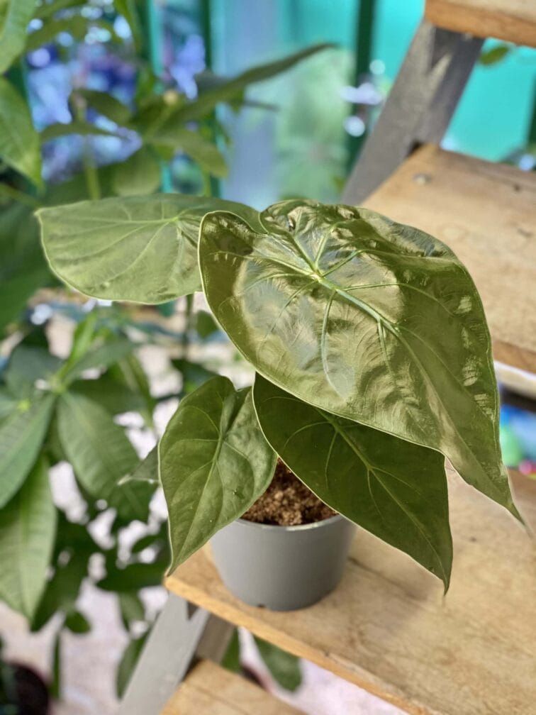 Zdjęcie rośliny Alocasia wentii, ujęcie 1