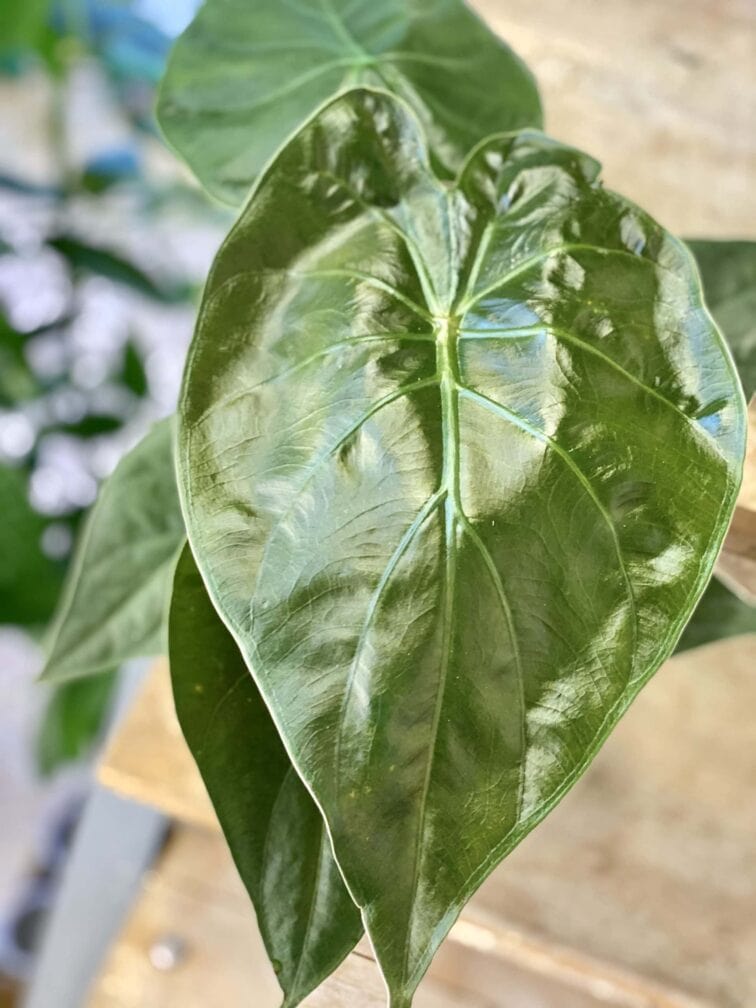 Zdjęcie rośliny Alocasia wentii, ujęcie 2