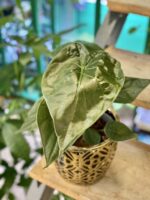 Zdjęcie rośliny Alocasia wentii, ujęcie 3