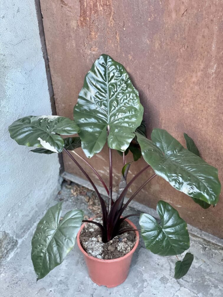 Zdjęcie rośliny Alocasia Yucatan Princess variegata, ujęcie 1