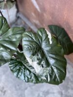 Zdjęcie rośliny Alocasia Yucatan Princess variegata, ujęcie 2