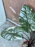 Zdjęcie rośliny Alocasia Yucatan Princess variegata, ujęcie 3