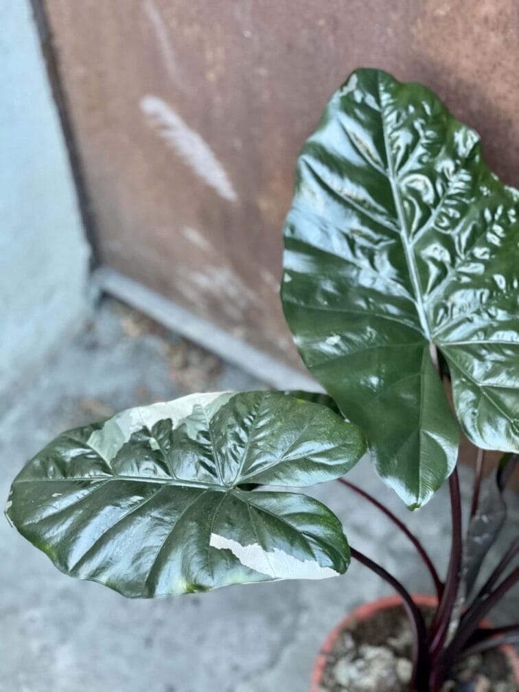 Zdjęcie rośliny Alocasia Yucatan Princess variegata, ujęcie 3