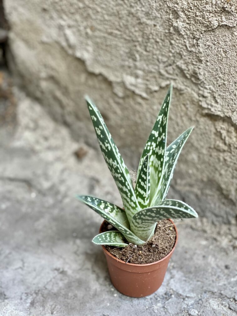 aloe-variegata_6x12-1_1614688404.jpg Zdjęcie rośliny Aloe variegata (Aloes), ujęcie 1