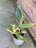 Zdjęcie rośliny Alpinia zerumbet variegata, ujęcie 1