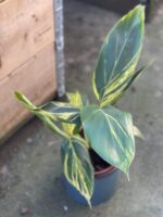 Zdjęcie rośliny Alpinia zerumbet variegata, ujęcie 2
