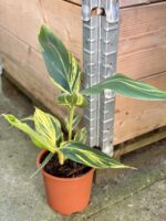 Zdjęcie rośliny Alpinia zerumbet variegata, ujęcie 3