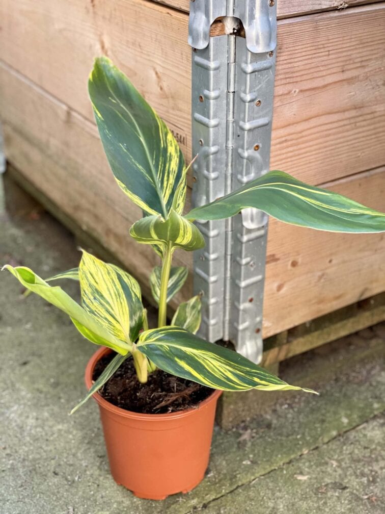 Zdjęcie rośliny Alpinia zerumbet variegata, ujęcie 3