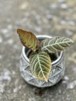 Zdjęcie rośliny Ardisia gigantifolia, ujęcie 1