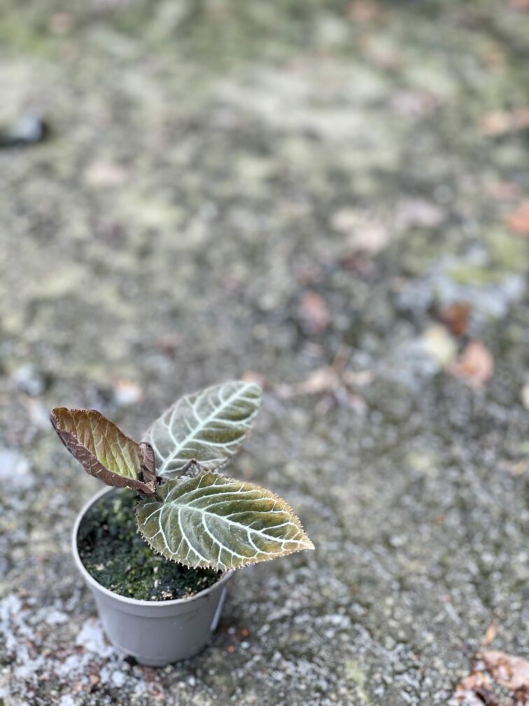 Zdjęcie rośliny Ardisia gigantifolia, ujęcie 2