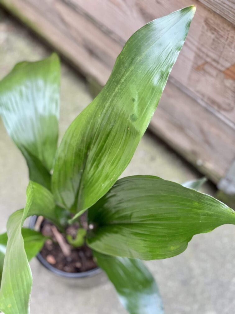 aspidistra-elatior_16x70-1_1616838072.jpg Zdjęcie rośliny Aspidistra elatior, ujęcie 1