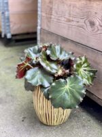 Zdjęcie rośliny Begonia erythrophylla Bunchii, ujęcie 1