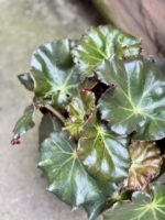 Zdjęcie rośliny Begonia erythrophylla Bunchii, ujęcie 2