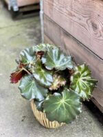 Zdjęcie rośliny Begonia erythrophylla Bunchii, ujęcie 3