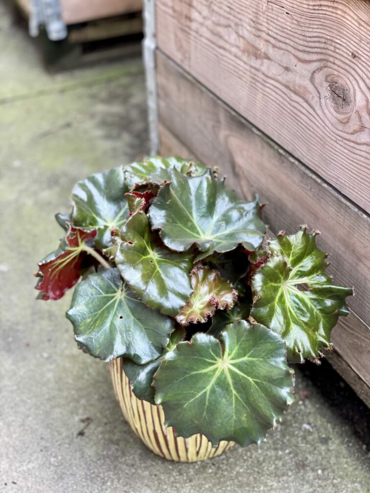 Zdjęcie rośliny Begonia erythrophylla Bunchii, ujęcie 3