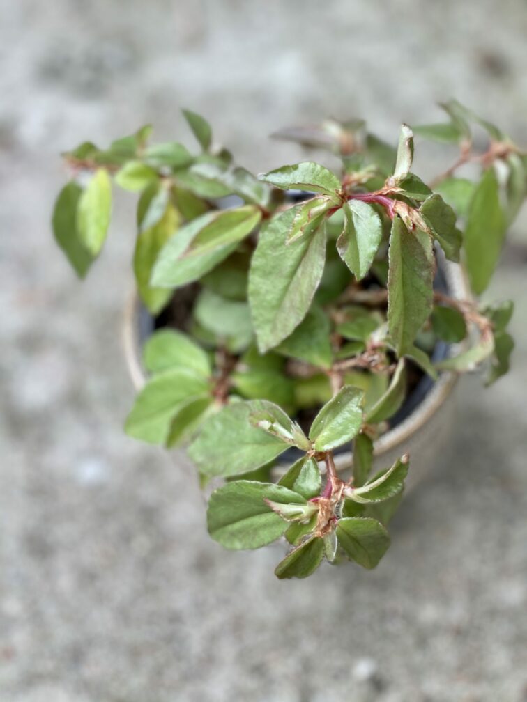 Zdjęcie rośliny Begonia fuchsioides, ujęcie 1