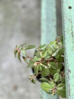 Zdjęcie rośliny Begonia fuchsioides, ujęcie 3