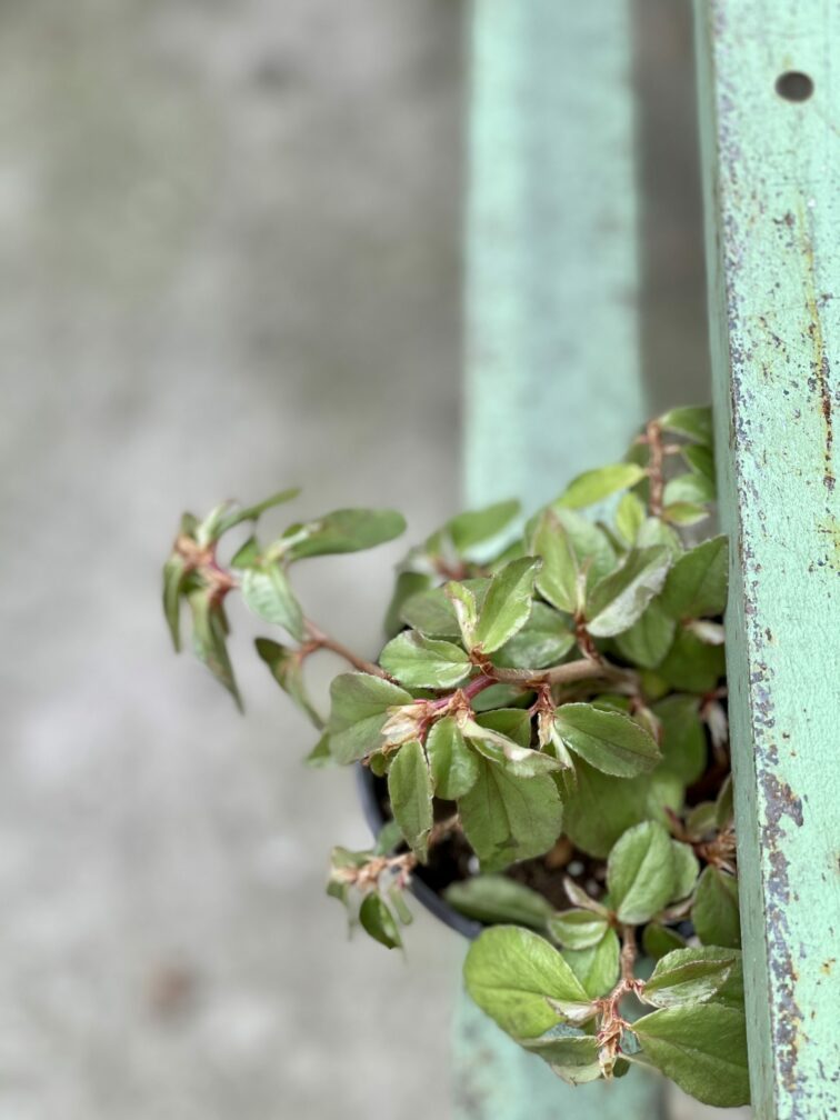 Zdjęcie rośliny Begonia fuchsioides, ujęcie 3