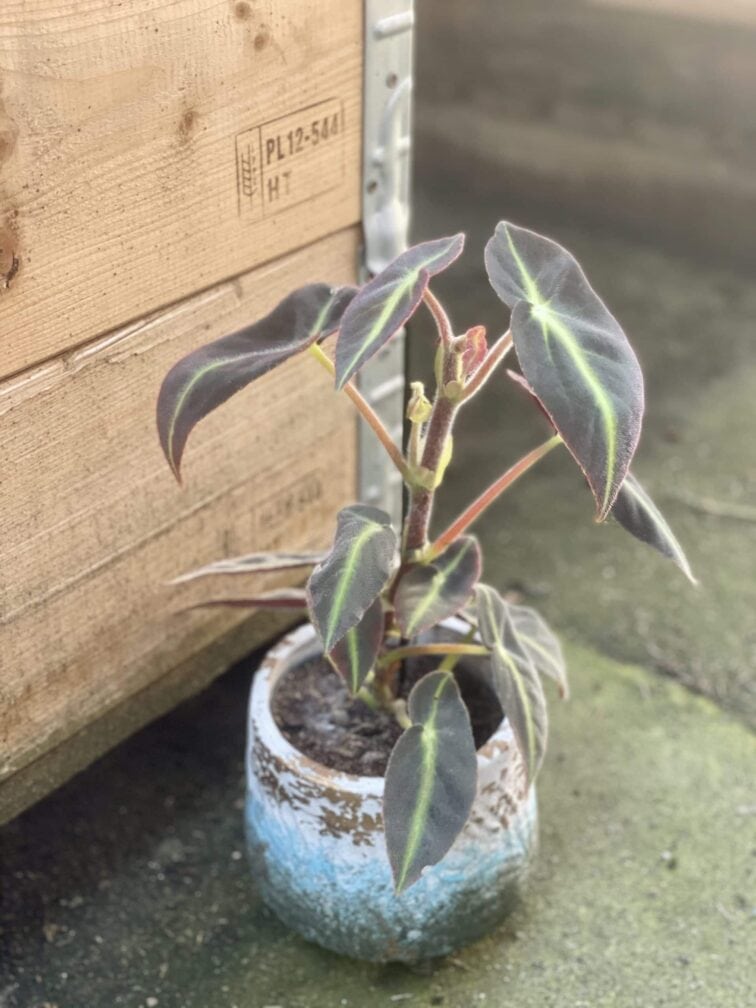 Zdjęcie rośliny Begonia listada, ujęcie 3