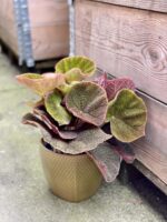 Zdjęcie rośliny Begonia masoniana Jungle, ujęcie 1