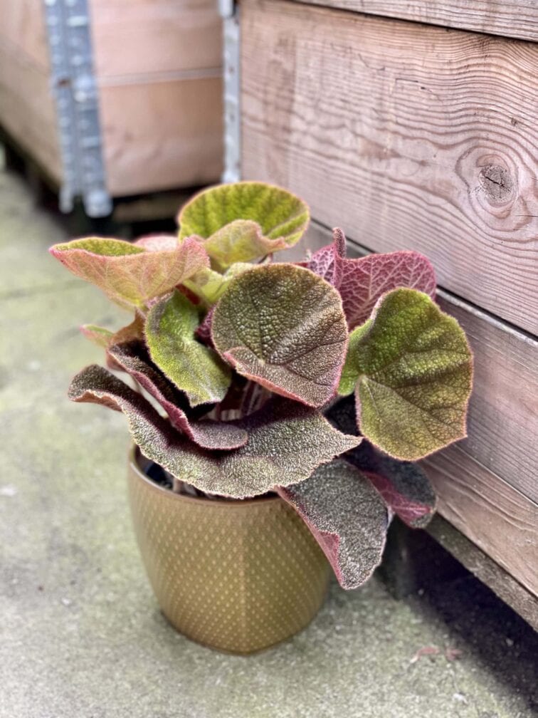Zdjęcie rośliny Begonia masoniana Jungle, ujęcie 1