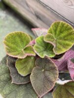 Zdjęcie rośliny Begonia masoniana Jungle, ujęcie 2