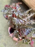 Zdjęcie rośliny Begonia serratipetala, ujęcie 2
