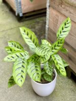 Zdjęcie rośliny Calathea Leopardina, ujęcie 1