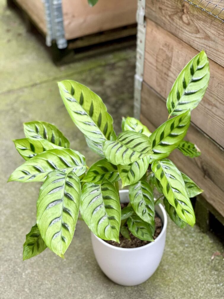 calathea-leopardina_17x65-1_1616838126.jpg Zdjęcie rośliny Calathea Leopardina, ujęcie 1