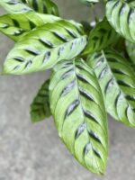 Zdjęcie rośliny Calathea Leopardina, ujęcie 2