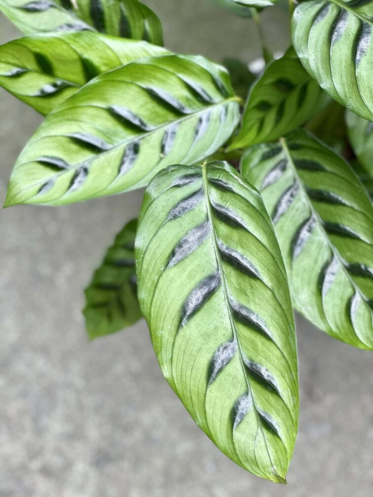 Zdjęcie rośliny Calathea Leopardina, ujęcie 2