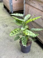 Zdjęcie rośliny Calathea Leopardina, ujęcie 3