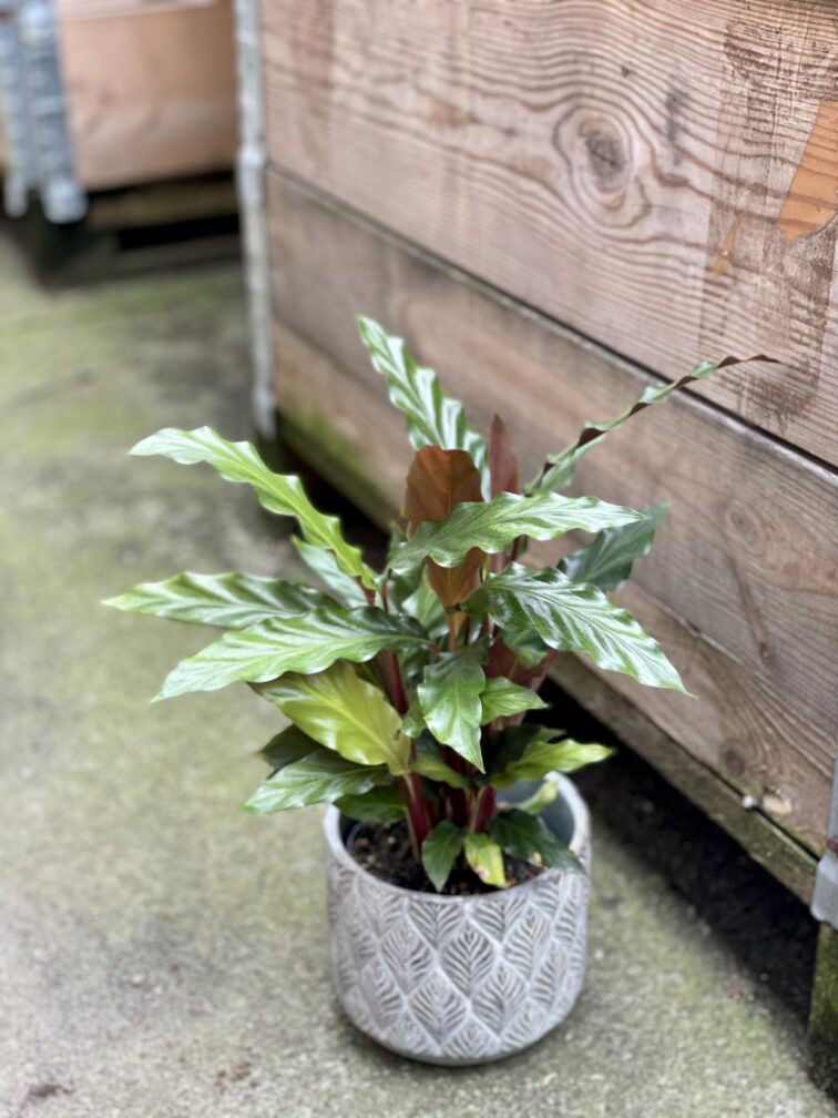 Zdjęcie rośliny Calathea rufibarba, ujęcie 1