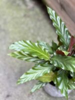 Zdjęcie rośliny Calathea rufibarba, ujęcie 2