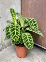 Zdjęcie rośliny Calathea Zebrina, ujęcie 1