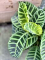 Zdjęcie rośliny Calathea Zebrina, ujęcie 2