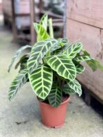 Zdjęcie rośliny Calathea Zebrina, ujęcie 3