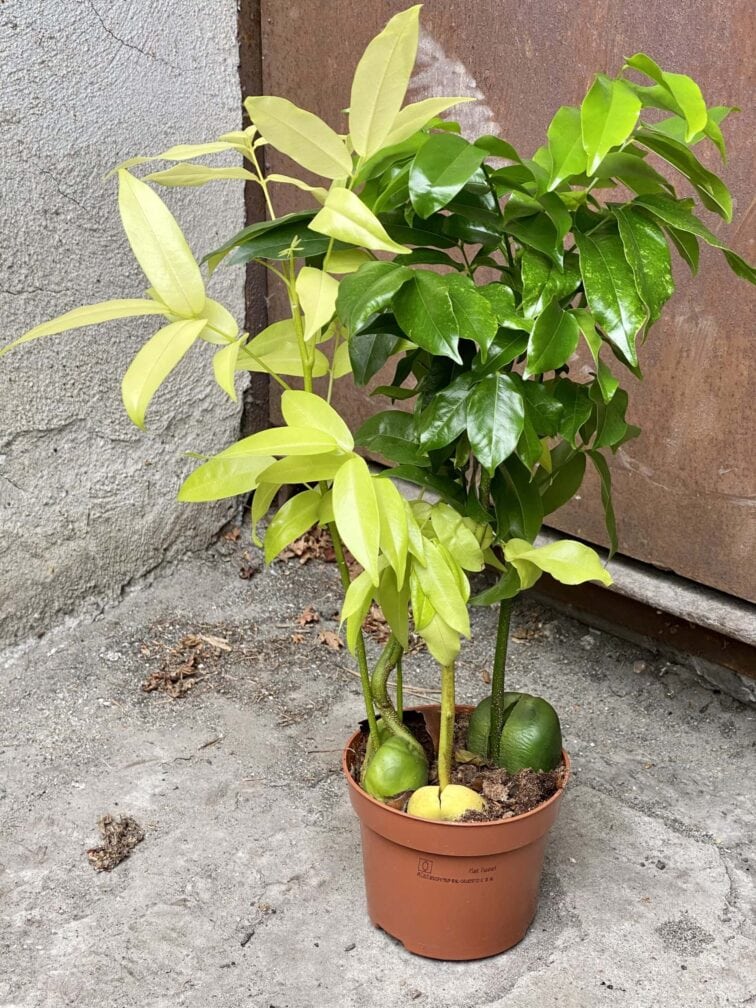 Zdjęcie rośliny Castano magnifico variegata, ujęcie 1